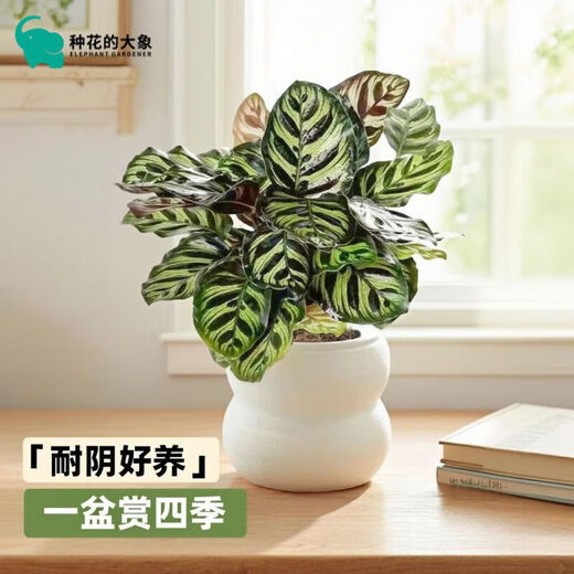 Peacock arrowroot potted green plant indoor foliage all-season evergreen air purification office lazy small potted plant Peacock arrowroot + Michelin circle resin pot with pot