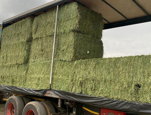 Alpaca fodder, cattle and sheep feed, alfalfa hay, sun-dried fodder, pig farm, sheep feed, cattle hay, alfalfa grass 1000 Jin Jin equals 0.5 kg