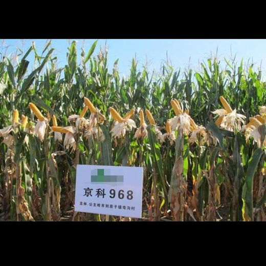 Suiyiman Yunnan-Guizhou-Sichuan high-yielding corn Jingke 968 low-stem big stick high-yielding resistance to lodging and rust disease dual-purpose grain and feed can be stored as green storage 1 bag 4000 grains