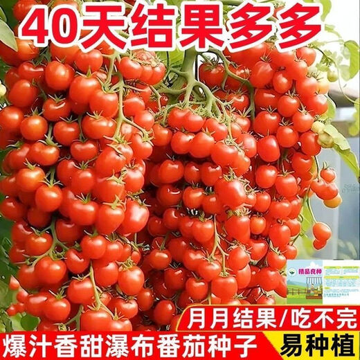 Sweet and juicy waterfall cherry tomato seeds, cherry tomato seeds for sowing potted vegetables in all seasons, red waterfall cherry tomato seeds/pack, about 200 capsules, 5 packs