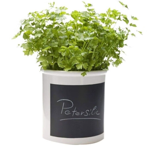 Eat as you plant, seasoning vegetable seed combination, easy to grow heat-resistant balcony potted vegetables in all seasons in spring, small-leaf coriander seeds, 2 packs, about 2,000 seeds, one pack, about 1,000 seeds