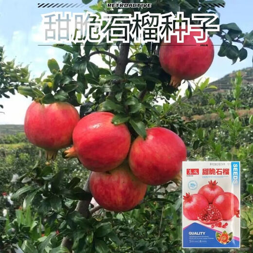 Sweet and crisp pomegranate seeds, pure sweet pomegranate seedlings, cold-resistant balcony garden potted ground planting seeds planted in the south and north, sweet and crisp pomegranate seeds, 3 packs of about 150 grains