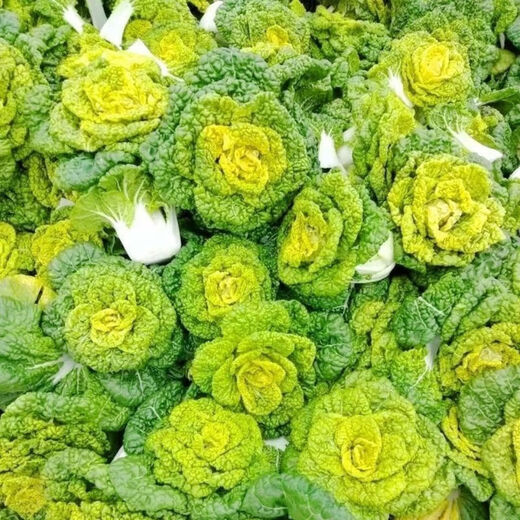 Yellow cabbage seeds are cold- and wet-resistant, chrysanthemum heart cream, yellow cabbage vegetable seeds for garden planting, yellow cabbage seeds, buy two packs, get one free, about 3,000 grains