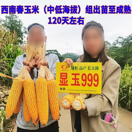 Манюань Тяньнун Сяньюй 999 низкостебельные высокоурожайные гибридные семена кукурузы Юньнань-Гуйчжоу-Сычуань красный и белый вал с большой палкой устойчивые к болезням и насекомым семена кукурузы устойчивые к болезням и устойчивые к насекомым Сяньюй 999 20 мешков оригинальные аутентичные новые виды 2Цзиньцзинь, равный 0,5 кг / мешок