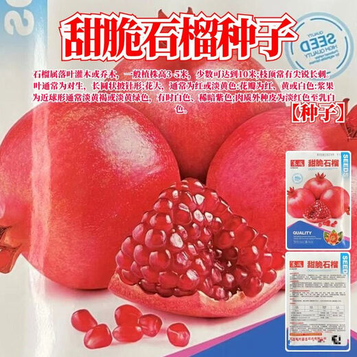 Sweet and crisp pomegranate seeds, pure sweet pomegranate seedlings, cold-resistant balcony garden potted ground planting seeds planted in the south and north, sweet and crisp pomegranate seeds, 3 packs of about 150 grains