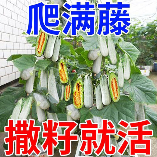 Croissant Melon Seeds, High Yield, Super Sweet Thin Skin Croissant Seeds, Balcony Flower Potted Fruit and Vegetable Seeds, Croissant Seeds, 5 packs, about 500 seeds