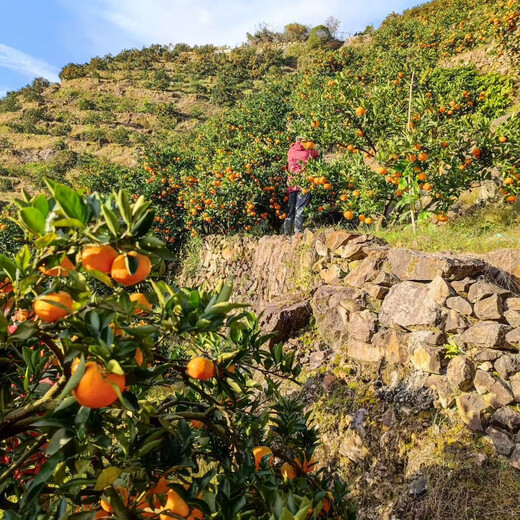Interesante sabor de la fruta de mandarina Zhejiang Yongquan con un diámetro de 65-80 mm, un peso neto de 4,5 Jin Jin equivalente a 0,5 kg, directamente de la fuente.