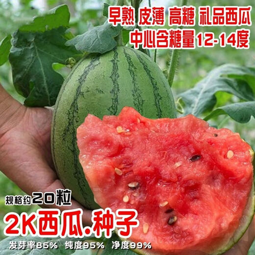 National 2k watermelon seeds thin-skin gift small watermelon pearl red watermelon non-split melon early spring ruby watermelon seeds 2K watermelon seeds/pack about 50 capsules 5 packs