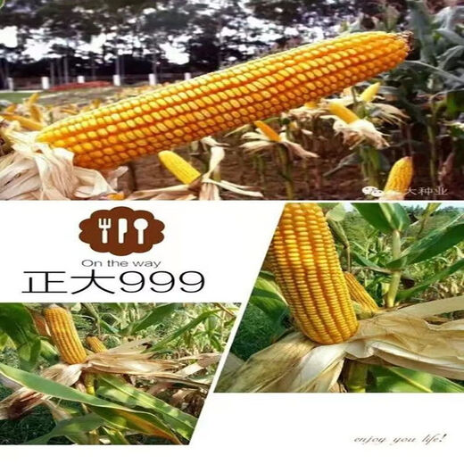 999 corn seeds, short stems, extra large sticks, red shafts, disease-resistant, drought-resistant, lodging-resistant corn seeds, nationally approved corn seeds, Zhengda 999 original two packs of two Jin Jin equal to 0.5 kg