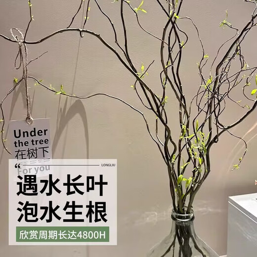 Dragon Willow Fresh Branches Hydroponic Plant Snow Willow Dried Branches with Buds and Willow Branches Living Room Green Plants and Flowers Indoor Potted Plants Easy to Grow Dragon Willow Fresh Branches 60cm High 10 Branches Pruned and Delivered + Nutrient Solution