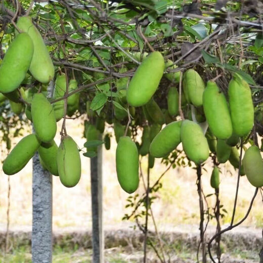 August melon, August fried seeds, new dietary fiber seeds, four-season climbing vines, balcony potted edible fruit seeds, August melon seeds/pack, about 20 capsules, 1 pack