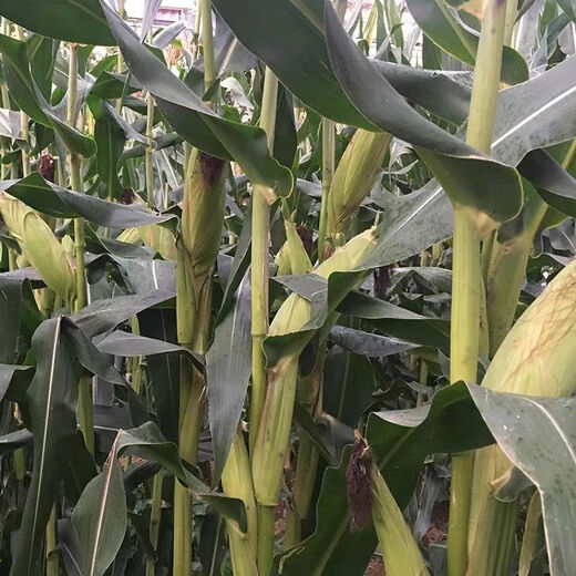 Big cob corn seed Xinyu 812 is disease-resistant, insect-resistant, high-temperature-resistant and high-yield, the first gold grain original Big cob corn seed Xinyu 812 is disease-resistant, insect-resistant, high-temperature and high-yield, No. 1 gold