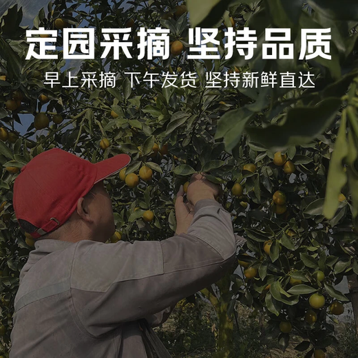 Jingmi Guangxi Rong'an second generation smooth kumquat and kumquat net weight 3Jin Jin is equal to 0.5kg, single fruit 9g + fresh fruit source direct delivery