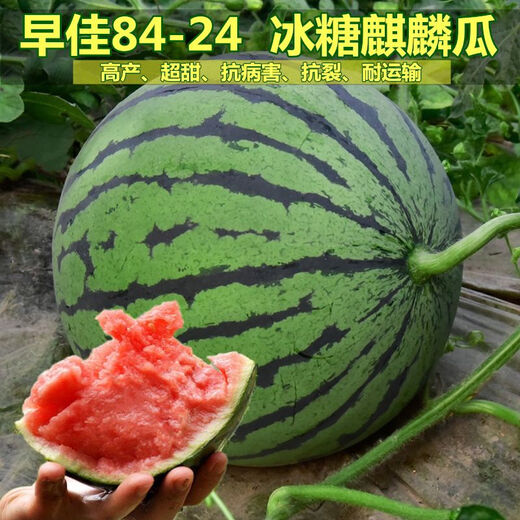 Watermelon set, watermelon seeds, watermelon balcony potted farmhouse garden melon seeds, various kinds of rock sugar Kirin watermelon seeds, 2 packs, about 100 pieces