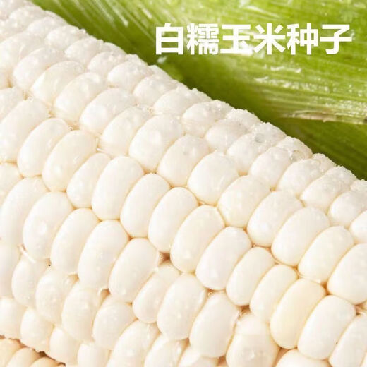 【国审】玉米种子甜糯玉米种子杂交玉米白玉米国审玉米种子 国审白玉米种子 5包约251粒