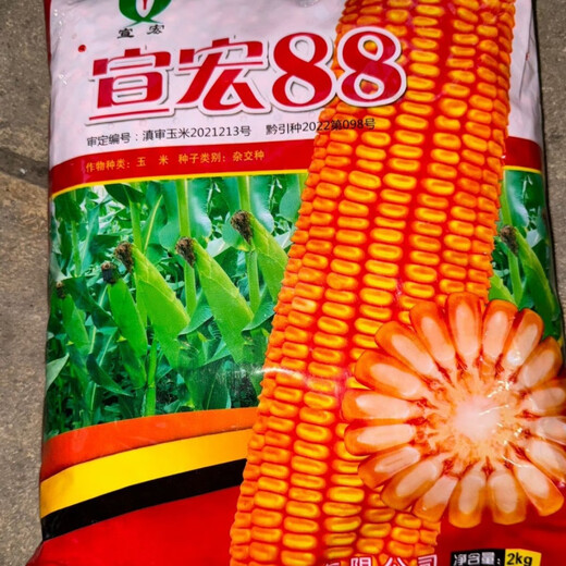 Xuanhong 88 corn seed big cob - tooth depth 2kg per bag original Xuanhong 88 corn seed 4Jin Jin equal to 0.5kg pack/bag