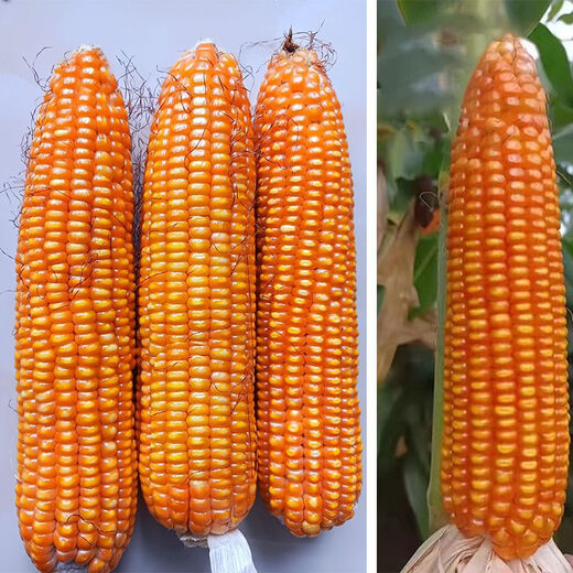 Guangxi corn variety Qinghong 511 hard-kernel quality corn seeds are adapted to medium and low altitudes Qinghong 511 corn seeds 2Jin Jin equals 0.5kg/bag