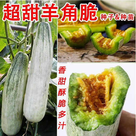 Croissant Melon Seeds, High Yield, Super Sweet Thin Skin Croissant Seeds, Balcony Flower Potted Fruit and Vegetable Seeds, Croissant Seeds, 5 packs, about 500 seeds