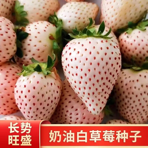 Creamy White Strawberry Seeds Four Seasons White Strawberry Seeds Vegetable Seeds and Beauty Home Potted Balcony Planting Creamy White Strawberry Seeds/Pack About 100 capsules 5 packs