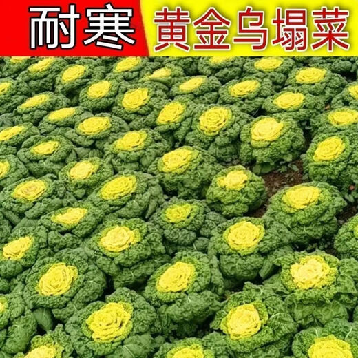 Yellow cabbage seeds are cold- and wet-resistant, chrysanthemum heart cream, yellow cabbage vegetable seeds for garden planting, yellow cabbage seeds, buy two packs, get one free, about 3,000 grains