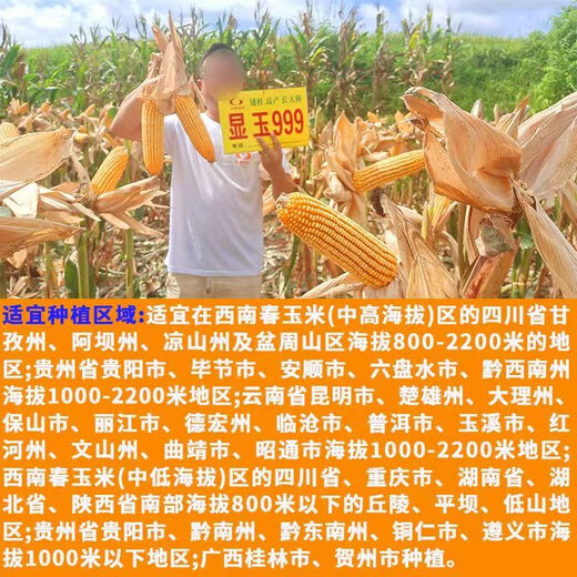 Манюань Тяньнун Сяньюй 999 низкостебельные высокоурожайные гибридные семена кукурузы Юньнань-Гуйчжоу-Сычуань красный и белый вал с большой палкой устойчивые к болезням и насекомым семена кукурузы устойчивые к болезням и устойчивые к насекомым Сяньюй 999 20 мешков оригинальные аутентичные новые виды 2Цзиньцзинь, равный 0,5 кг / мешок