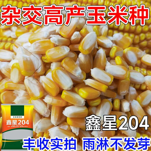 High-yielding corn seed Xinxing 204, short stem, lodging resistance, disease and insect resistance, large stick double-rod gene, Academy of Agricultural Sciences, Agricultural Research Institute, three-line hybrid - Xinxing 204 double-rod gene, seed dressing + yield increase guidance, about 4199 seeds per mu of land