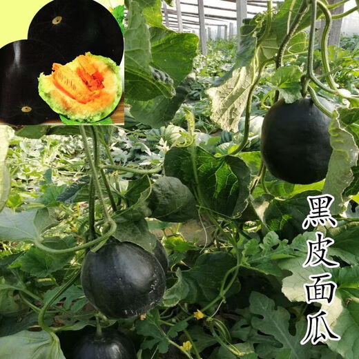 Black-skinned melon seeds, black-skinned sweet melons, large black-skinned melon seeds, cantaloupe seeds for spring sowing, fruits and vegetables, black-skinned melon seeds/pack, about 25 capsules, 1 pack
