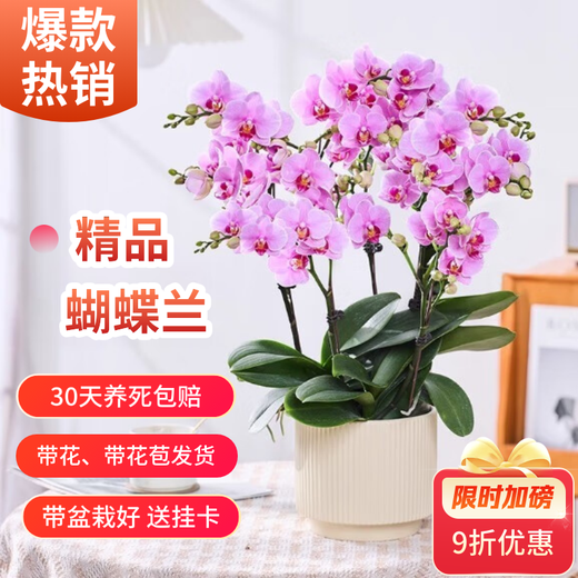 European bud Phalaenopsis potted plant with buds, living room office desktop, good for all seasons, flowers and green plants for opening, fairy pink Phalaenopsis 6 foils, with buds + ceramic flower pots, good with potted plants