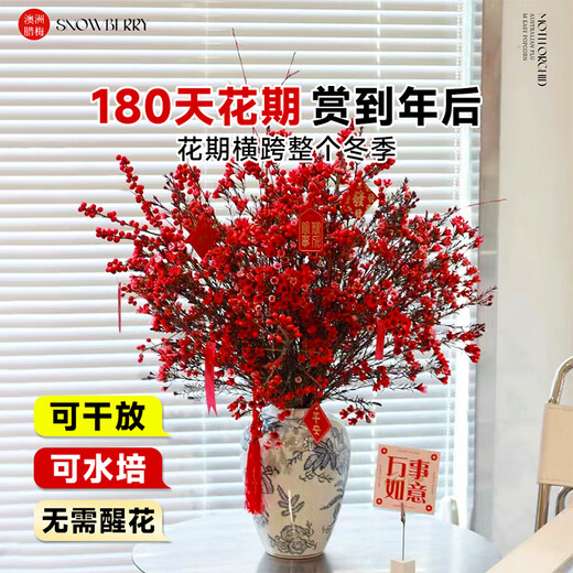 Linya Australian wintersweet flowers hydroponic real flowers New Year's Eve flowers indoor New Year fresh cut flowers festive red 20 stems straight from the source