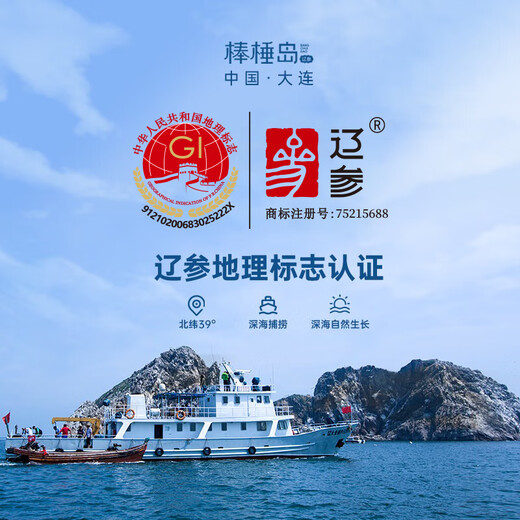 棒棰岛大连有机海参1000g非即食海鲜水产2斤辽刺参孕妇特产送礼礼盒 1000g 礼盒装14-18只【送礼首选】 有机正宗辽参