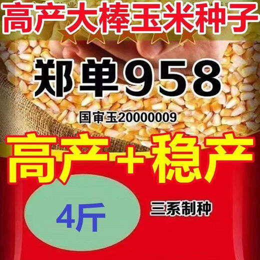 High-yielding big-stick corn seed Zhengdan 958 new seed long-grained short-stem lodging-resistant corn seed cultivated by the Academy of Agricultural Sciences National Approval Zhengdan 958 Original 4Jin Jin equals 0.5 kg