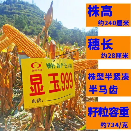 Манюань Тяньнун Сяньюй 999 низкостебельные высокоурожайные гибридные семена кукурузы Юньнань-Гуйчжоу-Сычуань красный и белый вал с большой палкой устойчивые к болезням и насекомым семена кукурузы устойчивые к болезням и устойчивые к насекомым Сяньюй 999 20 мешков оригинальные аутентичные новые виды 2Цзиньцзинь, равный 0,5 кг / мешок