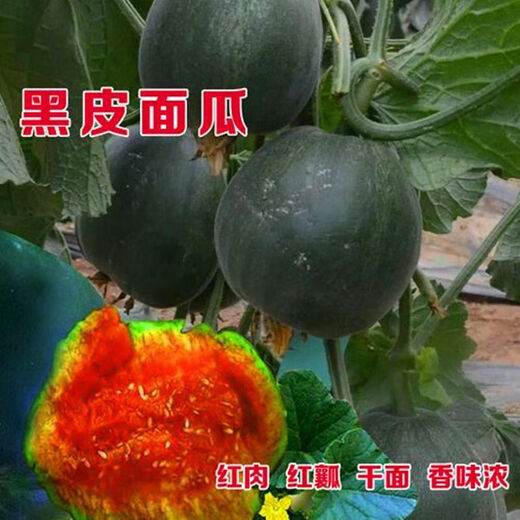 Black-skinned melon seeds, black-skinned sweet melons, large black-skinned melon seeds, cantaloupe seeds for spring sowing, fruits and vegetables, black-skinned melon seeds/pack, about 25 capsules, 1 pack