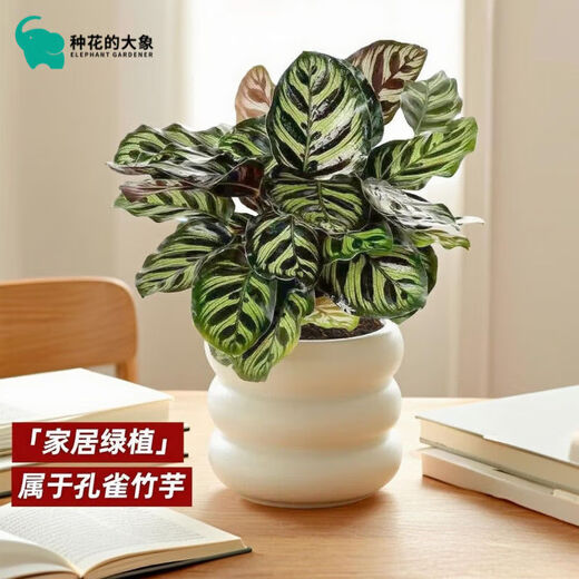 Peacock arrowroot potted green plant indoor foliage all-season evergreen air purification office lazy small potted plant Peacock arrowroot + Michelin circle resin pot with pot