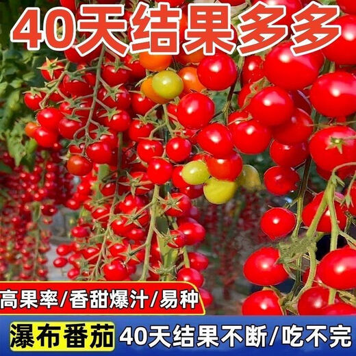 Sweet and juicy waterfall cherry tomato seeds, cherry tomato seeds for sowing potted vegetables in all seasons, red waterfall cherry tomato seeds/pack, about 200 capsules, 5 packs