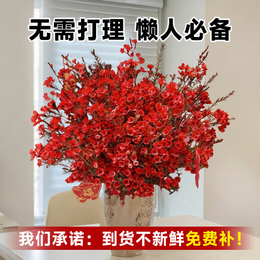 Linya Australian wintersweet flowers hydroponic fresh branches dry branches real flowers New Year's Eve flowers indoor New Year flowers winter winter plum fresh cut flowers Australian wintersweet 8 branches festive red free pendant