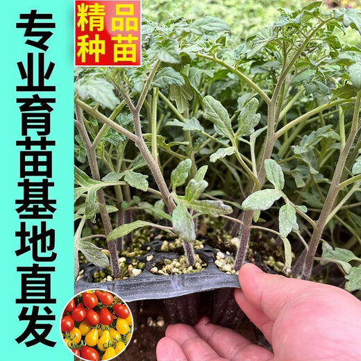 Red pear, yellow pear, cherry tomato seedlings, tomato cherry tomato seeds, four-season potted plants, balcony courtyard, 3 red pear + yellow pear tomato seedlings each