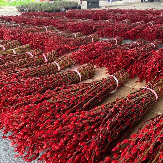 Silver willow real flowers, fresh branches, New Year's Eve flowers, red dried flowers, blessing bucket, silver willow, hydroponic plants, flowers, living room interior decoration, New Year's festive red and silver willow, 45 cm, 10 pieces