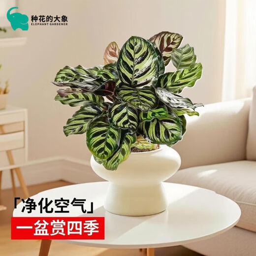 Peacock arrowroot potted green plant indoor foliage all-season evergreen air purification office lazy small potted plant Peacock arrowroot + Michelin circle resin pot with pot