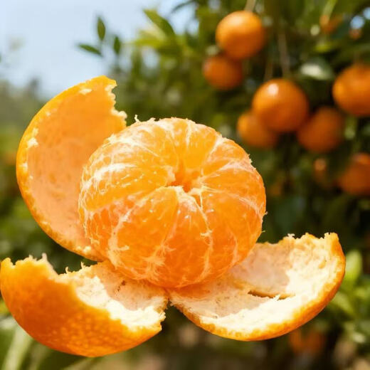 Authentic Guangxi sugar orange burst sweet thin-skinned sugar orange seasonal fresh sweet oranges with box 10Jin Jin equal to 0.5kg packed