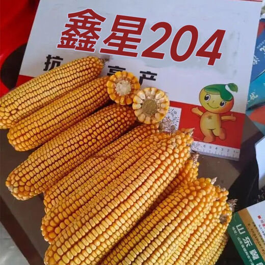 High-yielding corn seed Xinxing 204, short stem, lodging resistance, disease and insect resistance, large stick double-rod gene, Academy of Agricultural Sciences, Agricultural Research Institute, three-line hybrid - Xinxing 204 double-rod gene, seed dressing + yield increase guidance, about 4199 seeds per mu of land