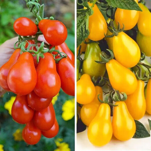 Red pear, yellow pear, cherry tomato seedlings, tomato cherry tomato seeds, four-season potted plants, balcony courtyard, 3 red pear + yellow pear tomato seedlings each