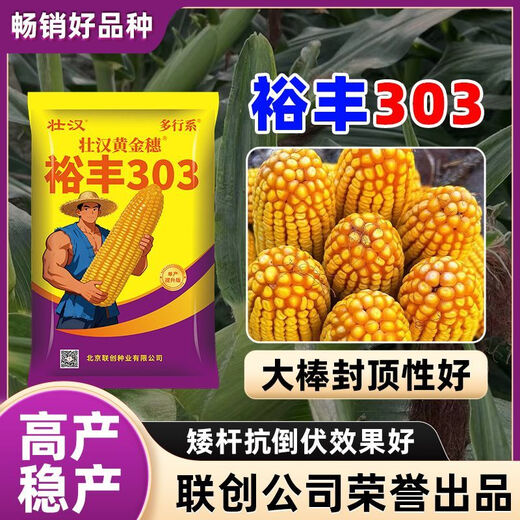 Yufeng 303 corn seed, short stem, lodging and drought resistant, double stick, nationally approved drought and flood resistant bract seed, approved by the Academy of Agricultural Sciences, 4200 grains, big stick dehydrates quickly
