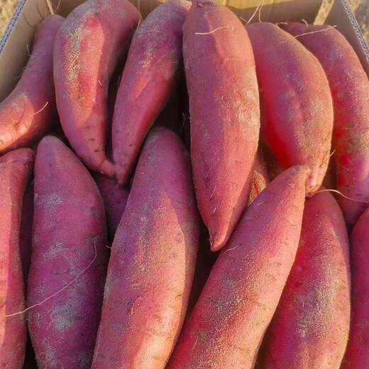 Chunfule Fresh Watermelon, Red Sweet Potato, Candied Heart, Chestnut Sweet Potato, Sand Liuao Honey Potato, Sweet Potato, Smoked Potato, 5 Jin Jin is equal to 0.5 kg. Selected fruits hand picked by experienced farmers. Net weight is 4.5 Jin Jin is equal to 0.5 kg.