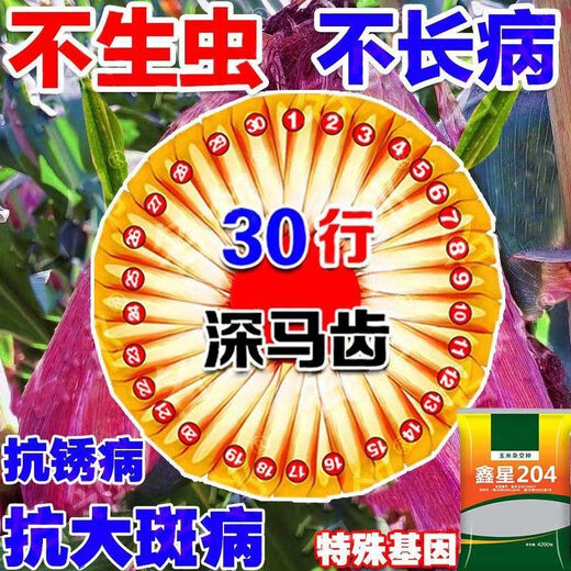 High-yielding corn seed Xinxing 204, short stem, lodging resistance, disease and insect resistance, large stick double-rod gene, Academy of Agricultural Sciences, Agricultural Research Institute, three-line hybrid - Xinxing 204 double-rod gene, seed dressing + yield increase guidance, about 4199 seeds per mu of land