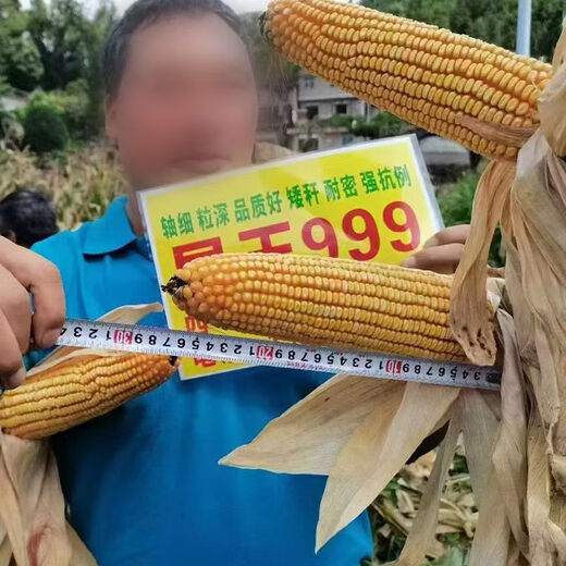 Манюань Тяньнун Сяньюй 999 низкостебельные высокоурожайные гибридные семена кукурузы Юньнань-Гуйчжоу-Сычуань красный и белый вал с большой палкой устойчивые к болезням и насекомым семена кукурузы устойчивые к болезням и устойчивые к насекомым Сяньюй 999 20 мешков оригинальные аутентичные новые виды 2Цзиньцзинь, равный 0,5 кг / мешок
