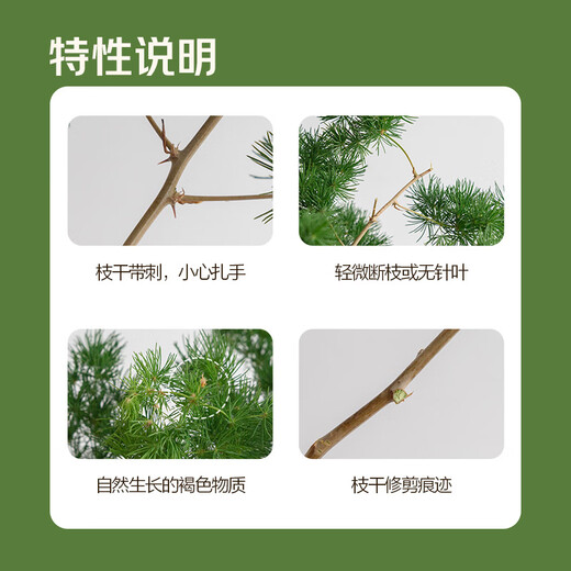 Like smoke and fog Penglai pine 3 pieces