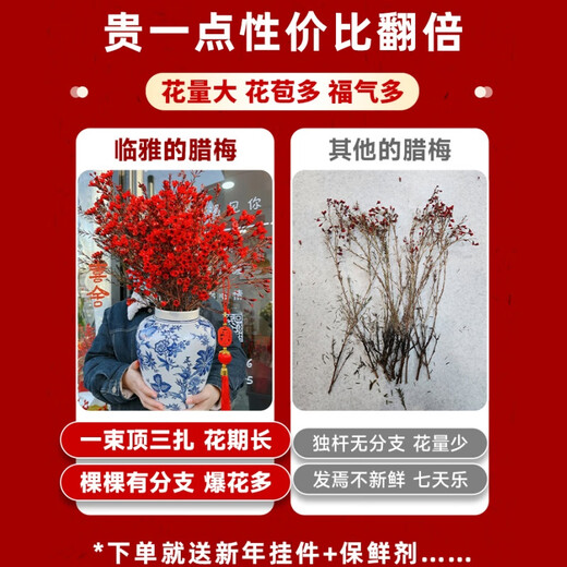 Linya Australian wintersweet flowers hydroponic real flowers New Year's Eve flowers indoor New Year fresh cut flowers festive red 20 stems straight from the source