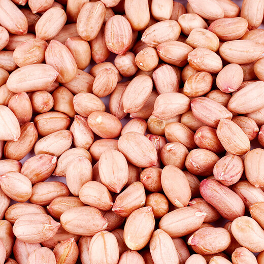 New Peanut Rice Shandong Shelled Peanut Rice Loose Peanut Rice Peanut Rice Large Peanut Kernel Pressed for Oil and Drink 5 Jin Jin is equal to 0.5 kg Shelled Peanut Rice Medium Fruit 5 Jin Jin is equal to 0.5 kg