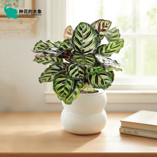 Peacock arrowroot potted green plant indoor foliage all-season evergreen air purification office lazy small potted plant Peacock arrowroot + Michelin circle resin pot with pot